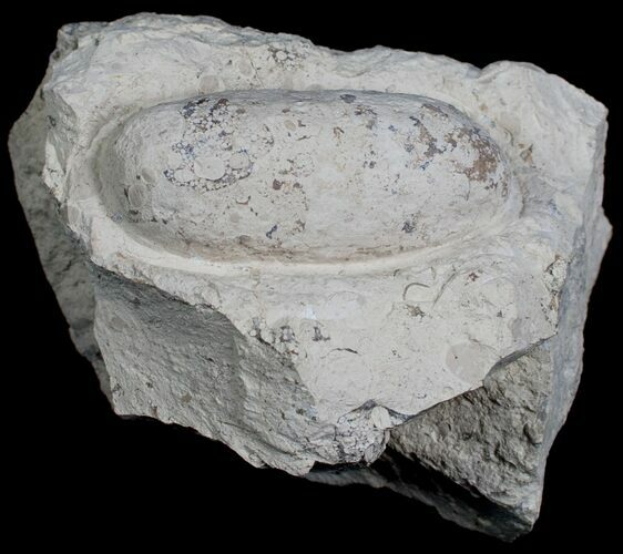 Fossil Crocodile Egg From France - Eocene #6135